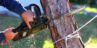 How Our Tree Care Process Works  in  Albertson, NY