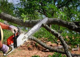 Lawn Renovation and Restoration in Albertson, NY