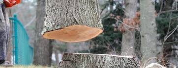 Professional Tree Services in Albertson, NY
